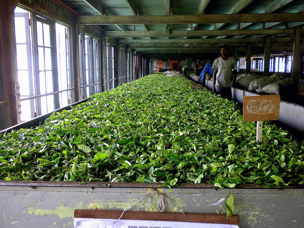 Бизнес-идея: производство травяных чаев в пакетиках