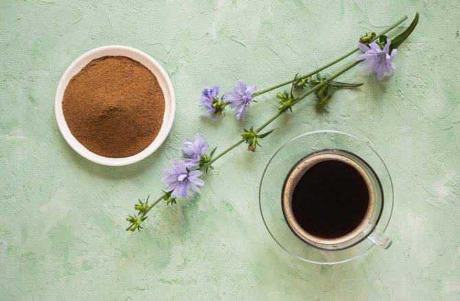 Как правильно заменить кофе цикорием