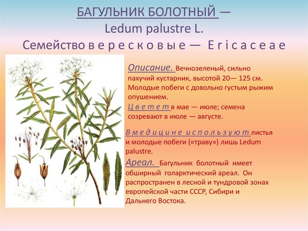 Багульник: лечебные свойства и противопоказания травы багульника | азбука здоровья