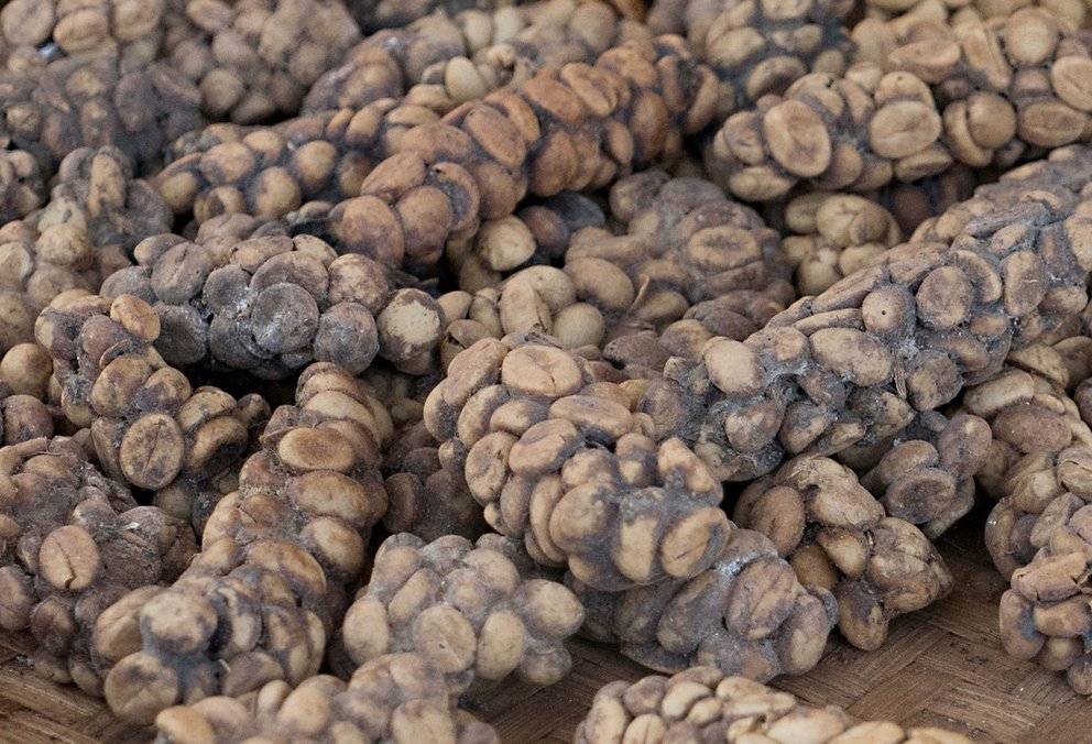 Копи лювак: кофе из кала животных, самый дорогой в мире, как его делают