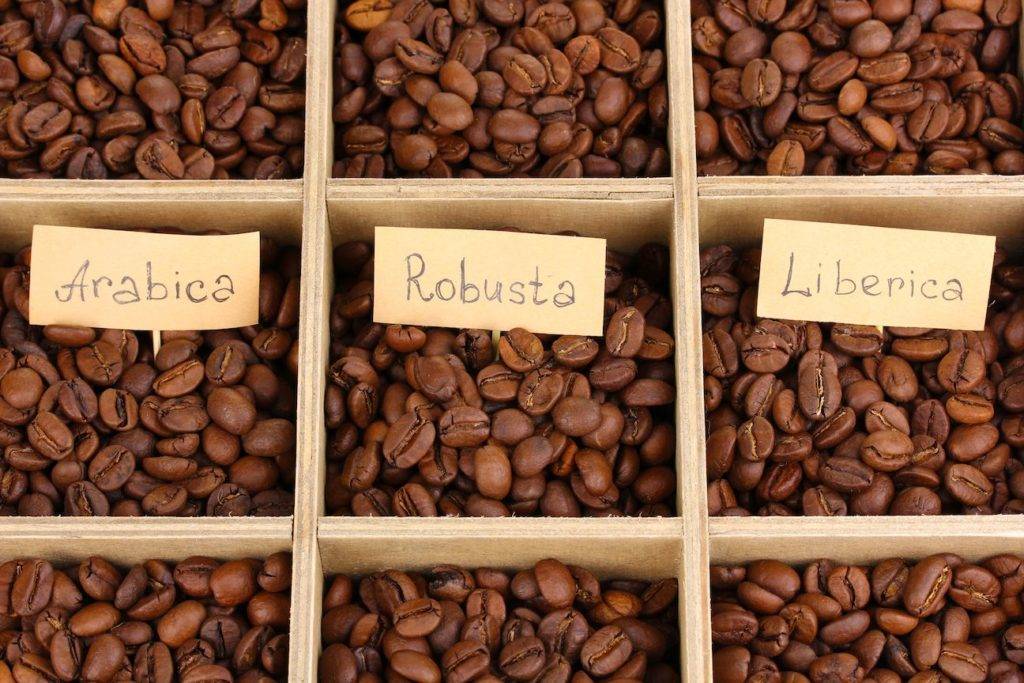Особенности ухода за кофе арабика как за комнатным растением