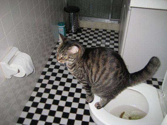 Как помочь котенку сходить в туалет. Туалет для кошек. Кот ходит в туалет. Кот в туалете. Туалетный котенок.