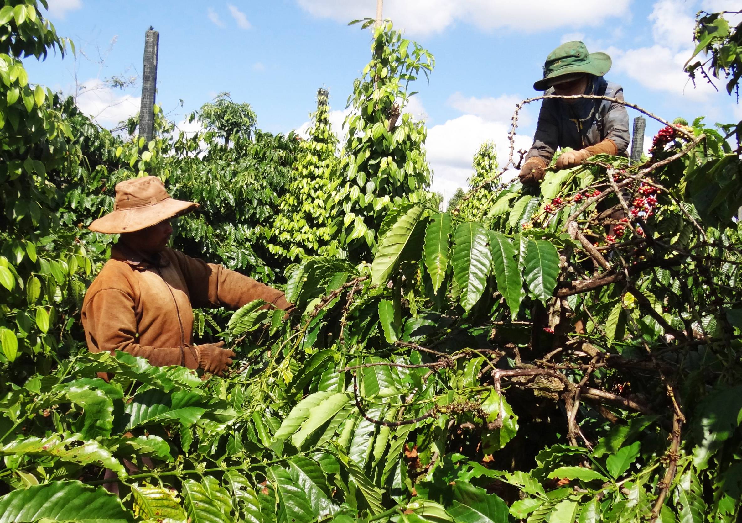 Вьетнамский кофе: история, плантации и роль в экономике