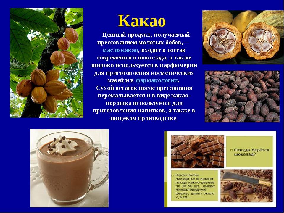 Какао: польза для здоровья женщин и мужчин, какой лучше - с молоком или без, может ли быть вред, можно ли пить напиток беременным и при грудном вскармливании