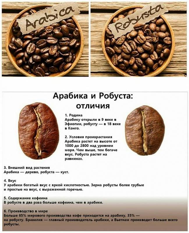 Сорта кофе в зернах: робуста и арабика – в чем разница? от эксперта