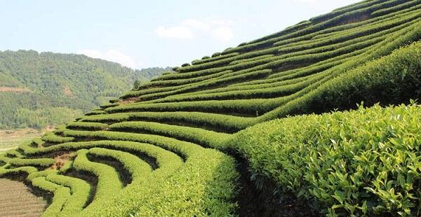 Улун Жоу Гуй – описание утесного чая из провинции Фуцзянь