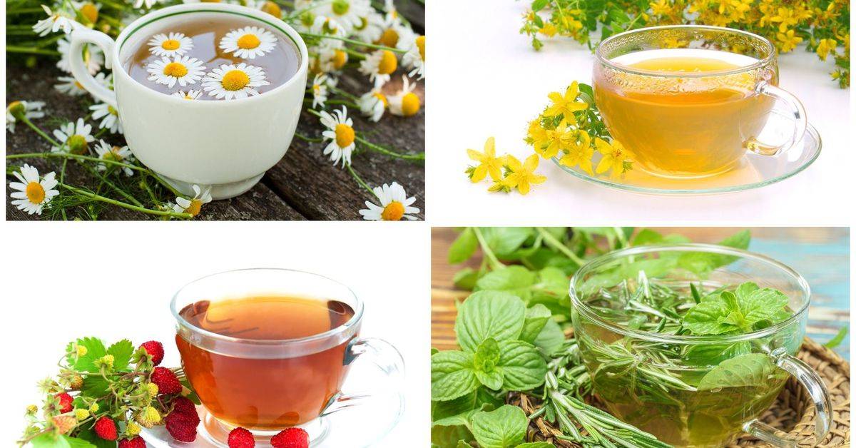 Чай с калиной — польза и вред для здоровья