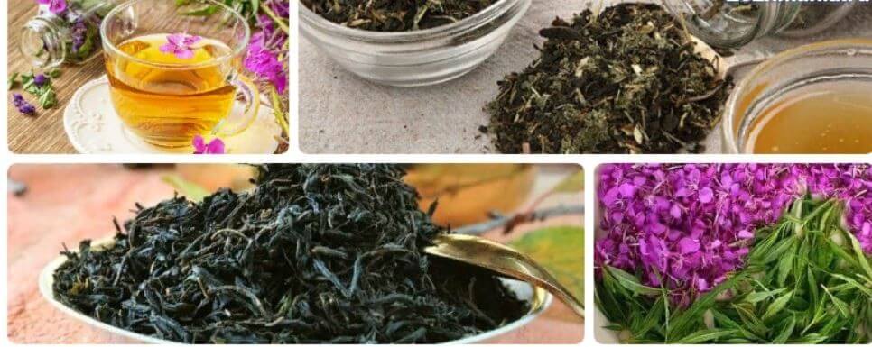 Иван-чай: полезные свойства и противопоказания для женщин и мужчин