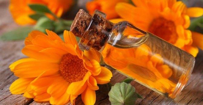 Чай из цветка календула