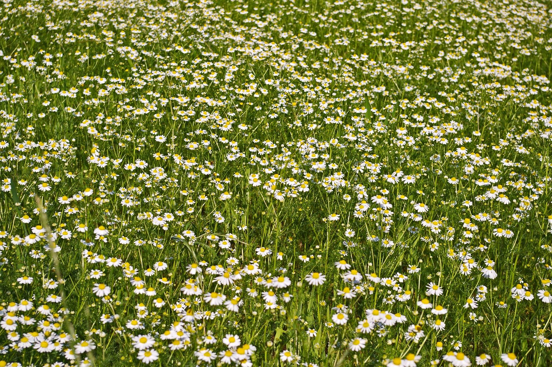 Можно ли давать чай из ромашки грудничку?