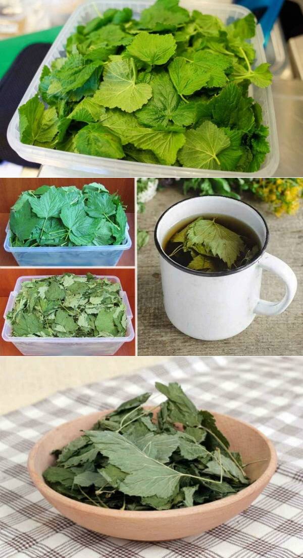 Когда заготавливать листья смородины и малины для чая: как нужно правильно сушить на воздухе, сушка в электросушилке и хранение сушеного сбора