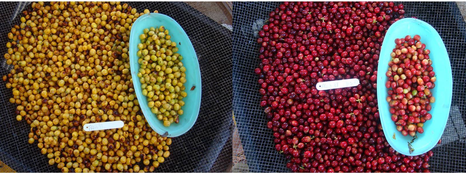 Характеристика сорта арабики Катимор (Catimor)