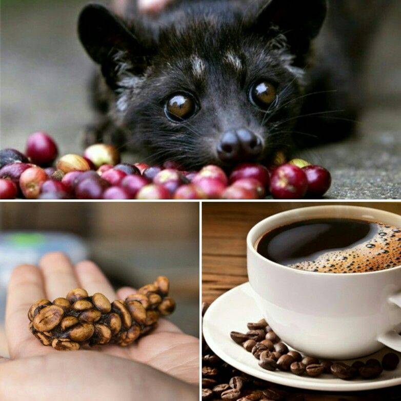 Самый дорогой кофе в мире! кофе из экскрементов животных