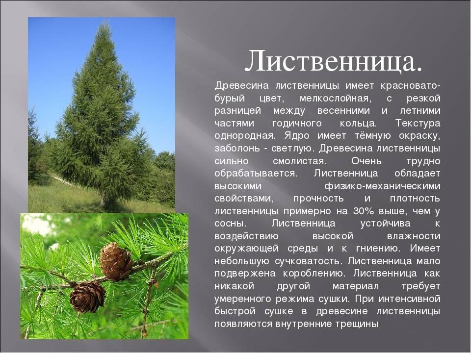 Цвет лиственница: свойства древесины и применение, к какой породе деревьев относится