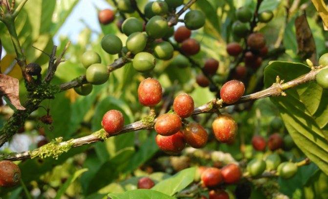 Основные различия между сортами кофе арабика и робуста