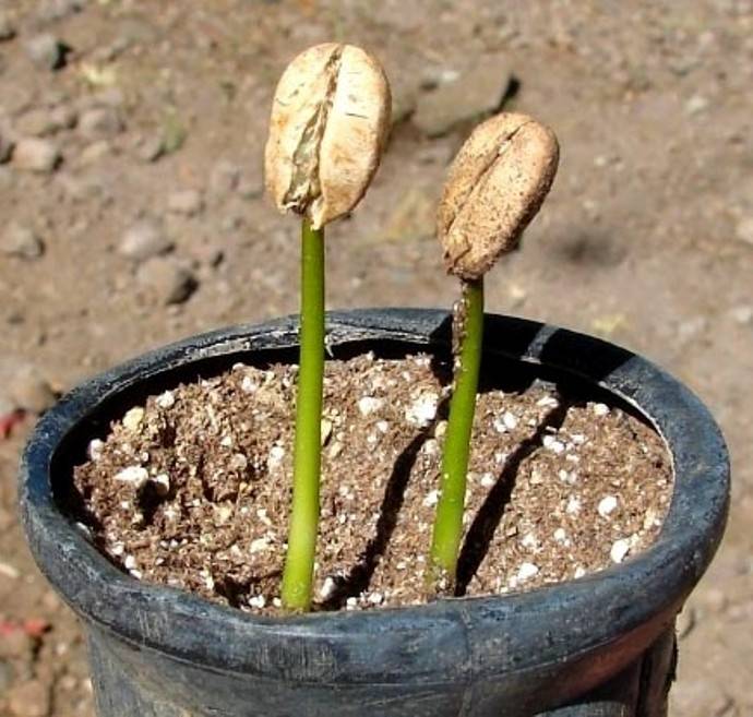 Как вырастить кофе из семян в домашних условиях на supersadovnik.ru