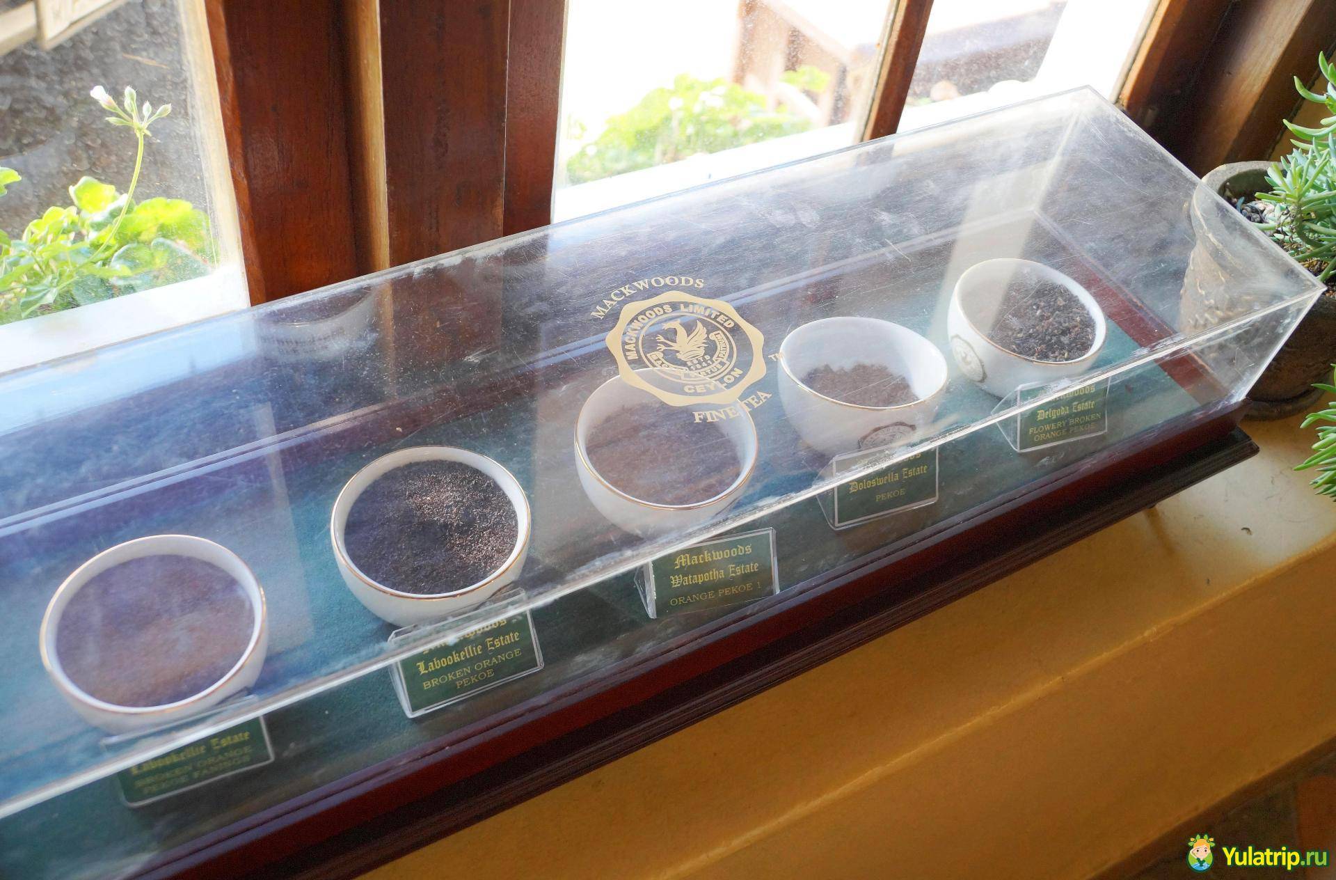 Лучшие чайные плантации мира – чай не ведает границ