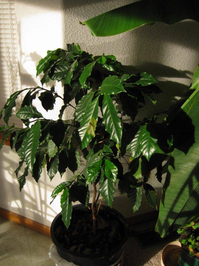 Кофейное дерево в домашних условиях: правила посадки и ухода