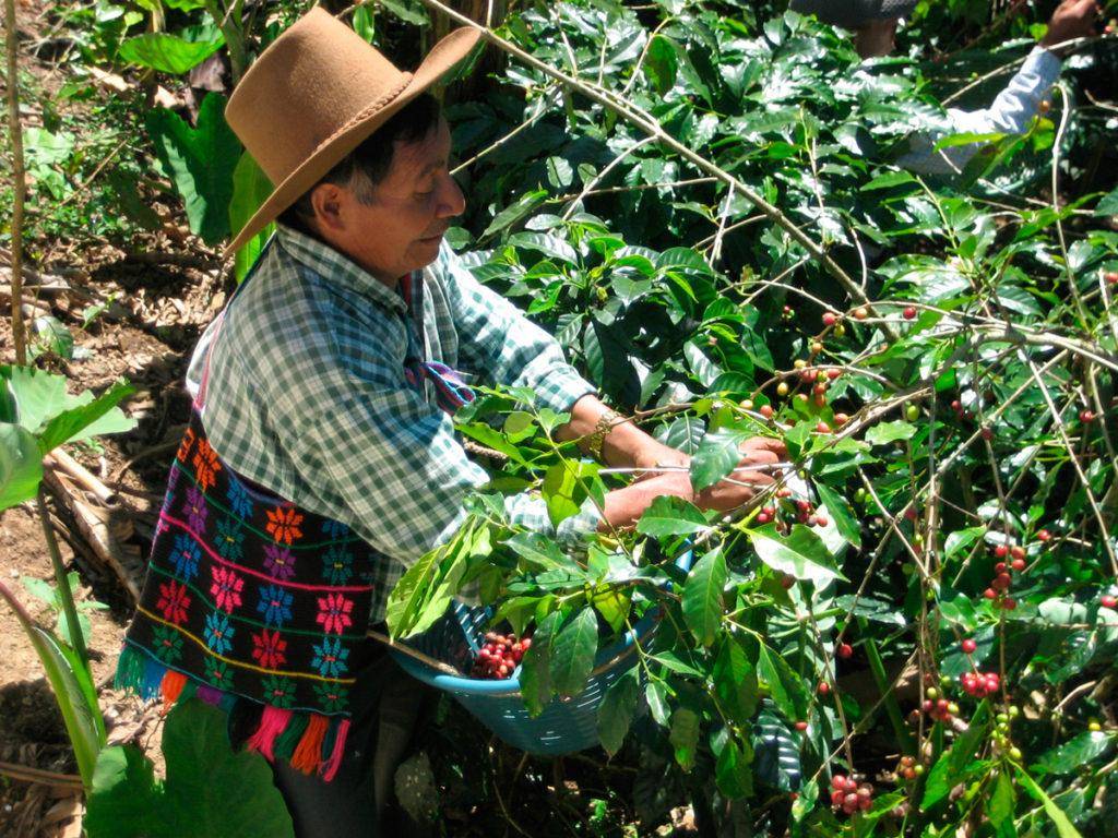 Характеристика гондурасского кофе