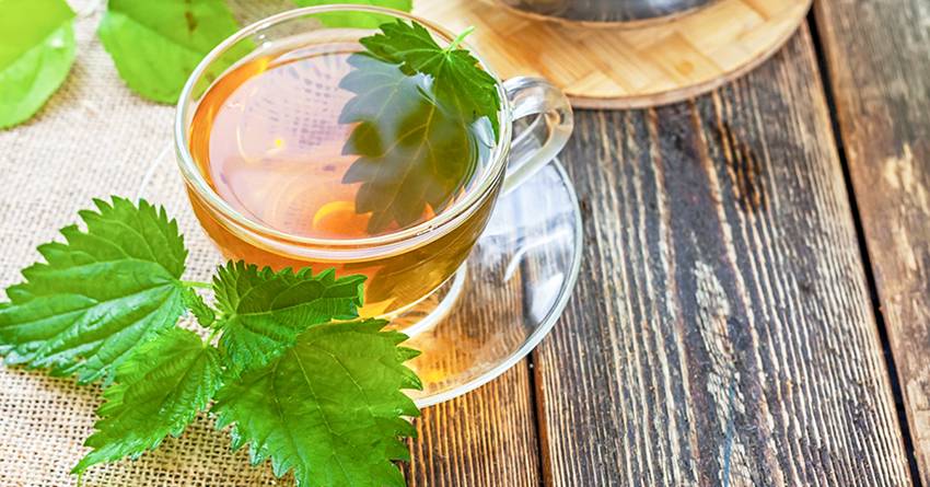 Чай из крапивы: польза и вред, лечебные свойства и противопоказания