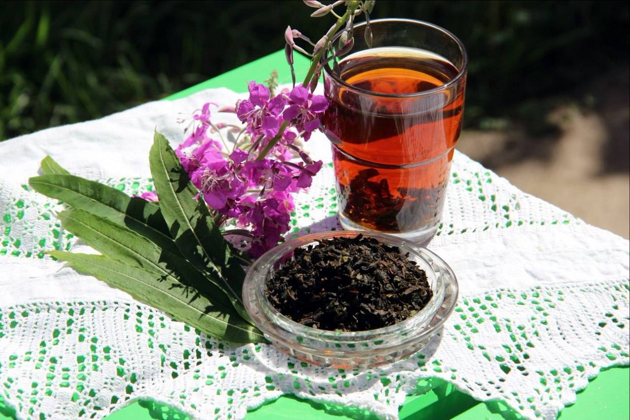 Курильский чай – полезные свойства, применение и противопоказания