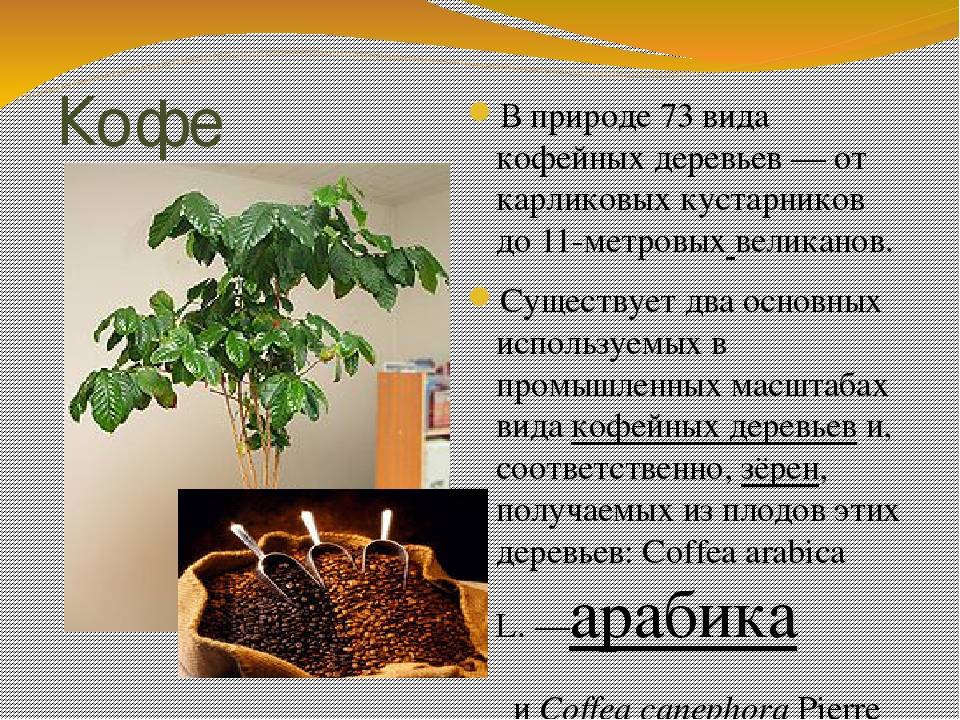 Родина кофе, история и происхождение, кто придумал напиток, как он появился в россии