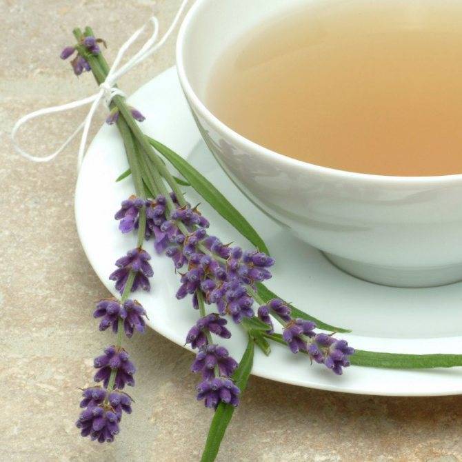 Чай с лавандой: польза и вред