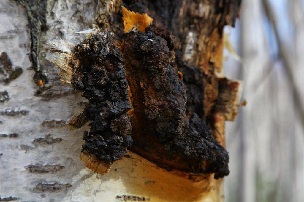 7 рецептов чая из чаги (+полезные свойства и противопоказания)