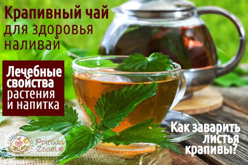 Крапивный чай: польза и вред для здоровья