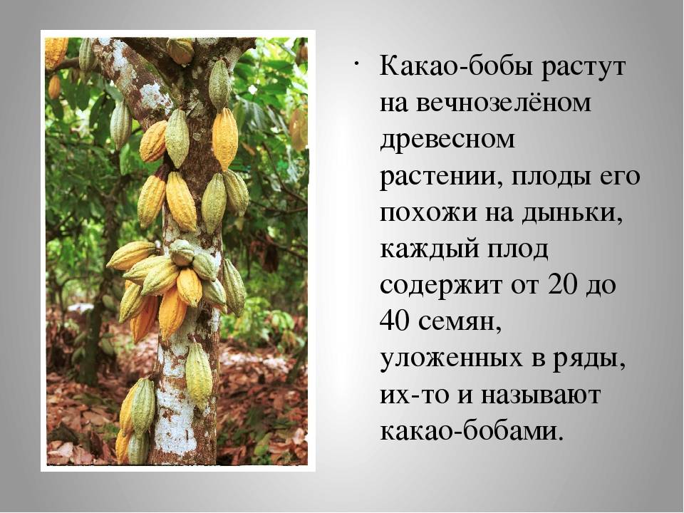 Какао – пища богов польза и вред для здоровья