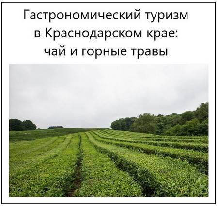 Краснодарский чай: ассортимент, какой лучше, отзывы, производители