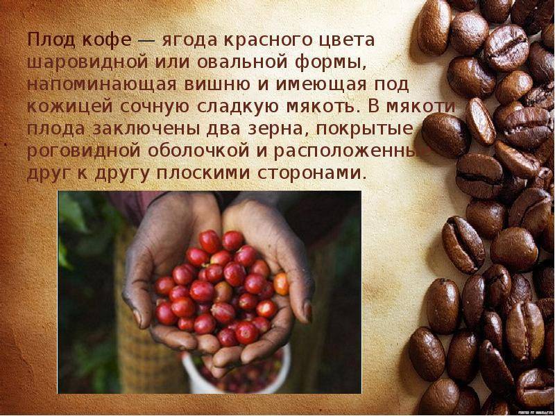 Состав кофейного зерна: алкалоиды и другие вещества