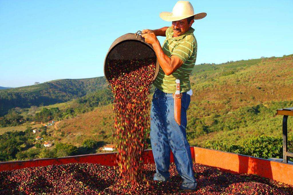 Популярные сорта мексиканского кофе и тонкости приготовления