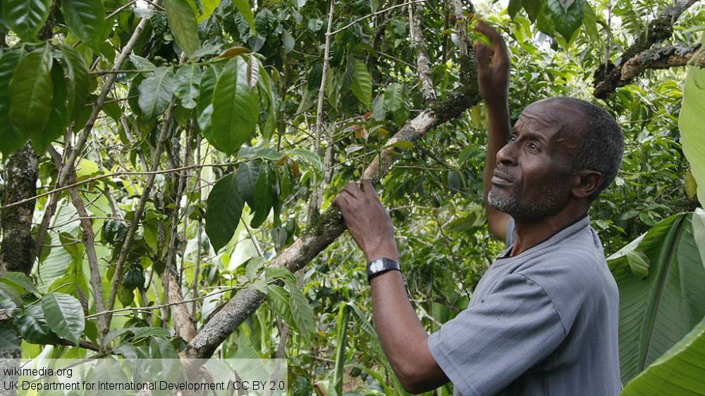 Производство кофе в папуа-новой гвинее