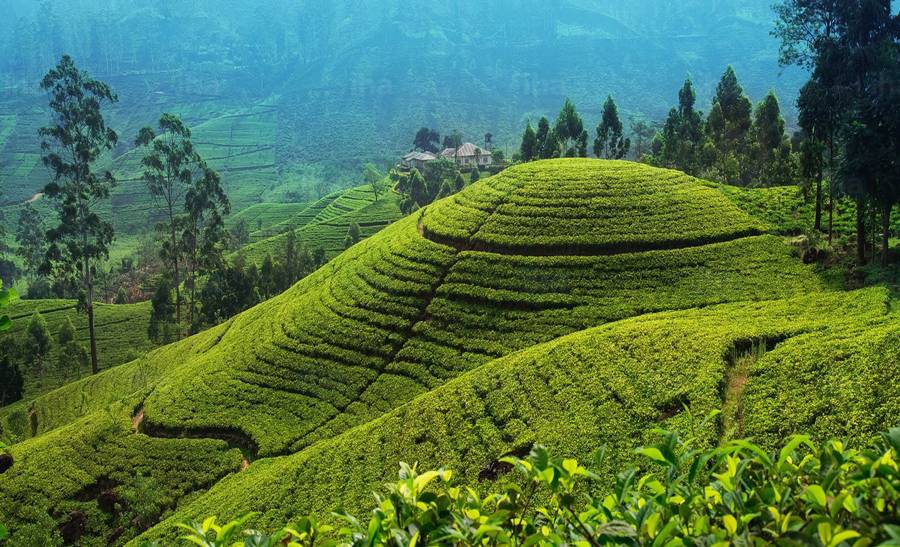 Зеленый чай из Китая