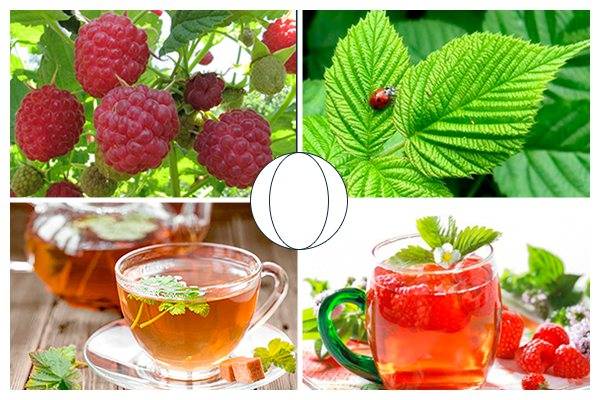 Чай из листьев малины: химический состав, применение, польза и вред