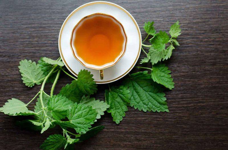 Чай из крапивы: польза и вред для здоровья
