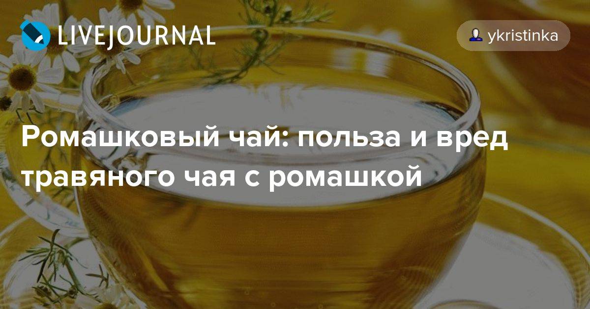 Ромашковый чай — польза и вред для женщин