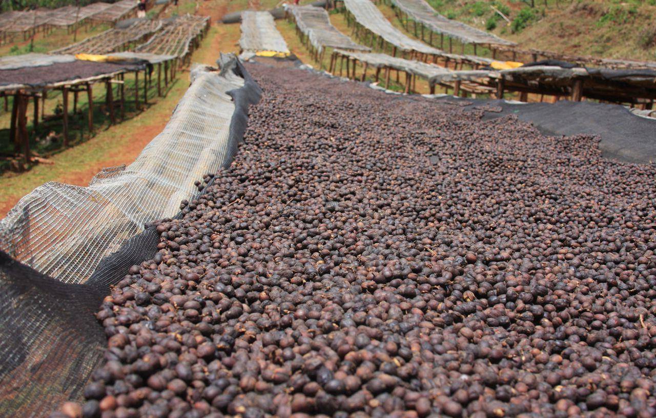 Способы обработки кофе: мытый, сухой, хани