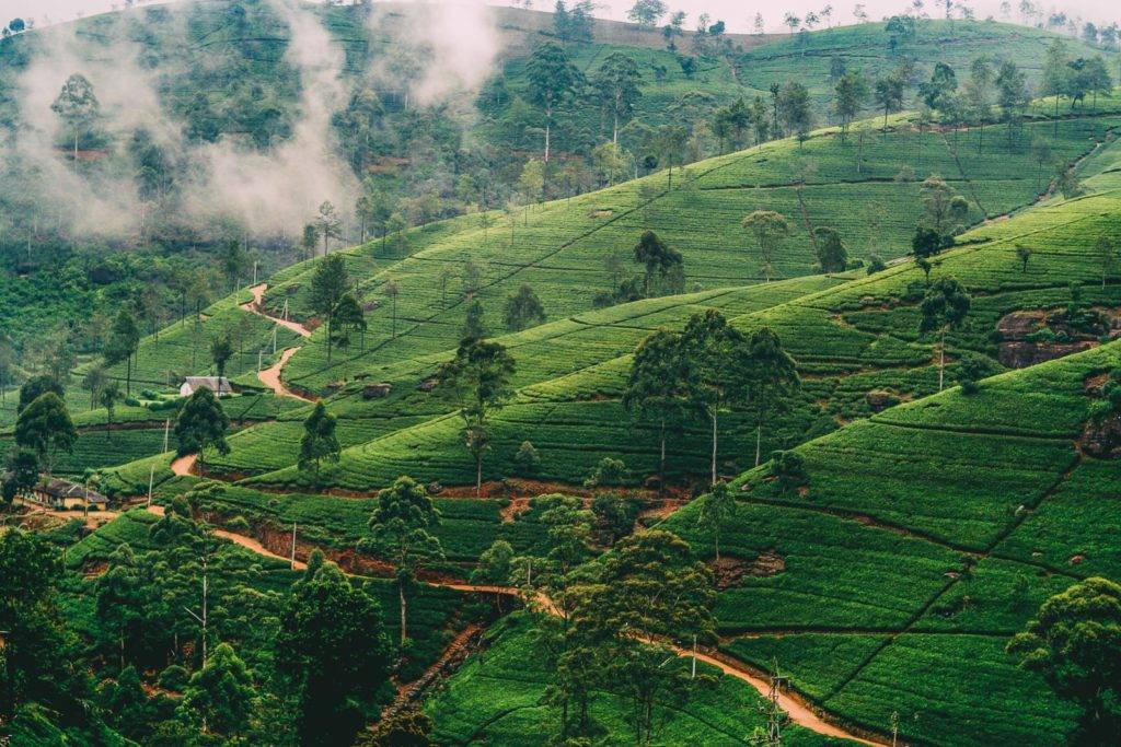 Чайные плантации шри ланки