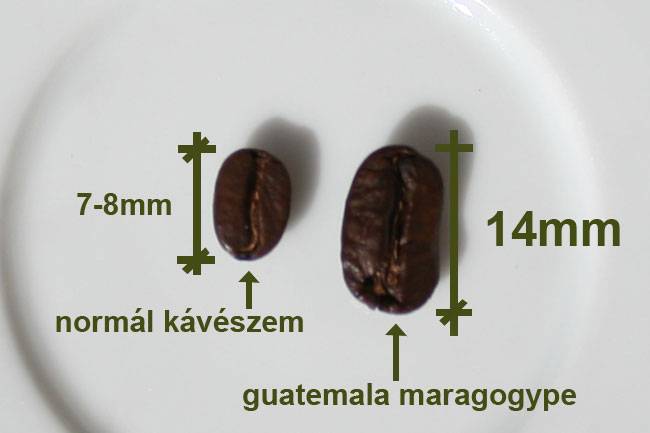 Кофе Марагоджип