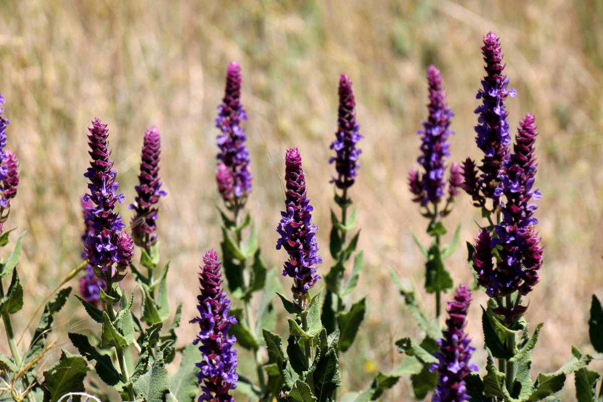 Заваривание турецкого чая или для чего нужны армуды