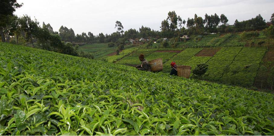 Чай из Казахстана