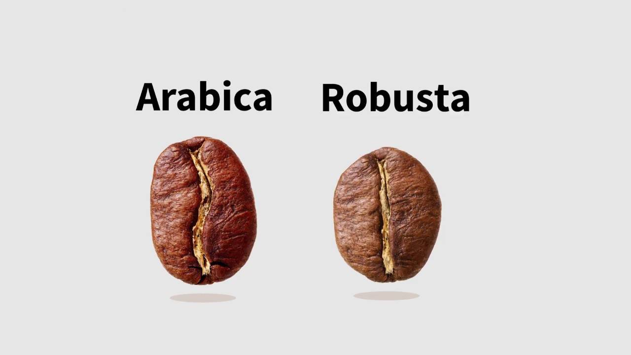 Кофе в зернах: арабика, робуста и другие сорта