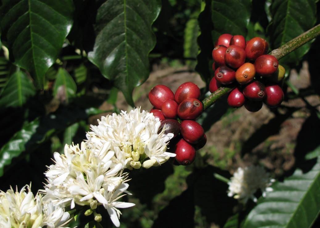 Основные различия между сортами кофе арабика и робуста