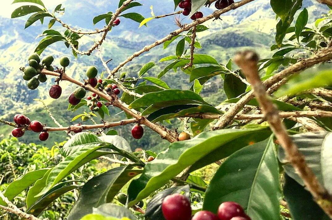 В каких странах выращивают кофе. рейтинг регионов, где делают лучший кофе в мире.