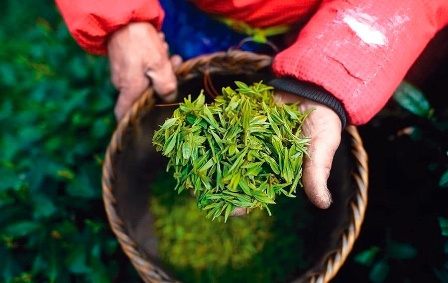 Полезные свойства чая Лунцзин (Колодец дракона) и его разновидности