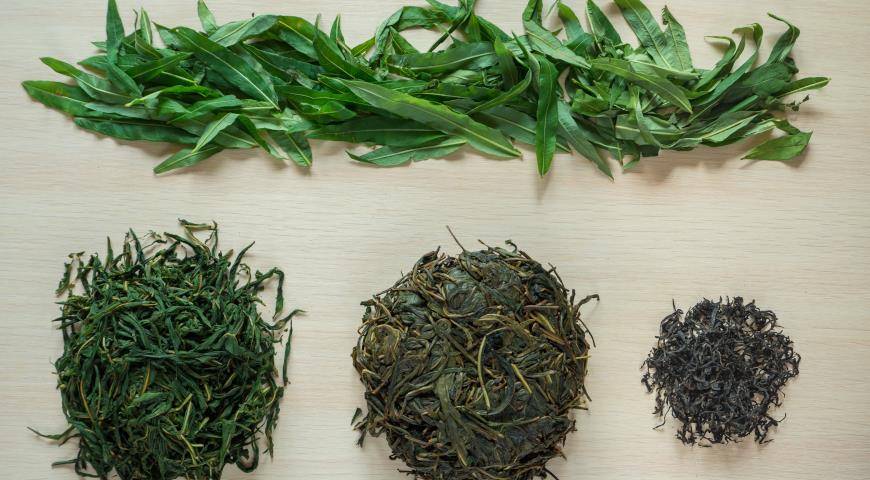 Как правильно собирать и сушить иван-чай для большего целебного эффекта