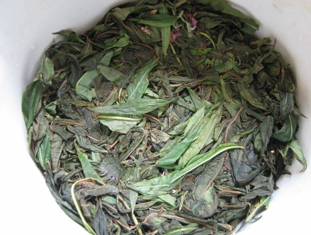Чай из малиновых листьев