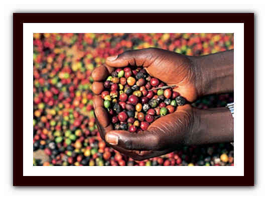 Основные черты и разновидности кофе из Кении